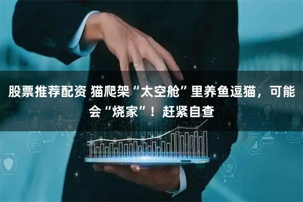 股票推荐配资 猫爬架“太空舱”里养鱼逗猫，可能会“烧家”！赶紧自查